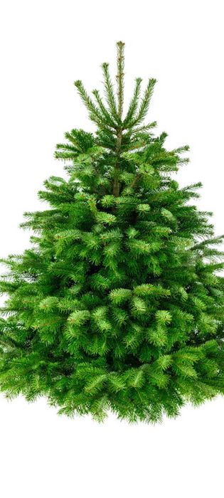 Choinki z dowozem do mieszkania choinki z dostawą do domu świerk jodła