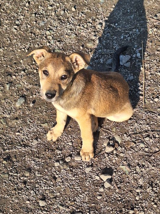 Шукають люблячі сім'ї,  маленькі цуценята.