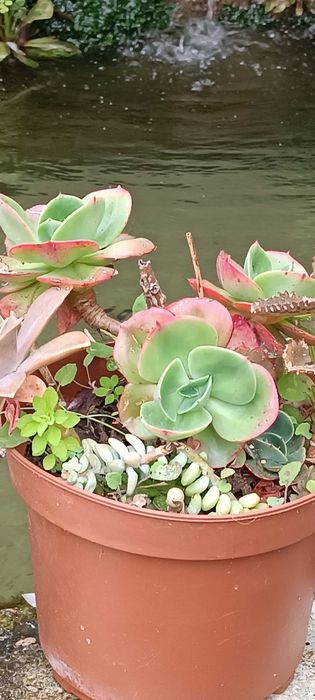 Leguminosa, catos, plantas vários tamanhos diferentes tipos  ..