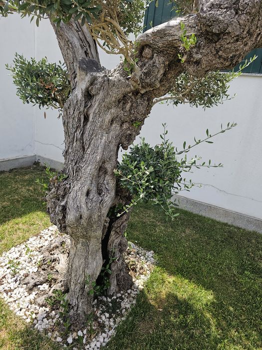 Oliveira centenaria