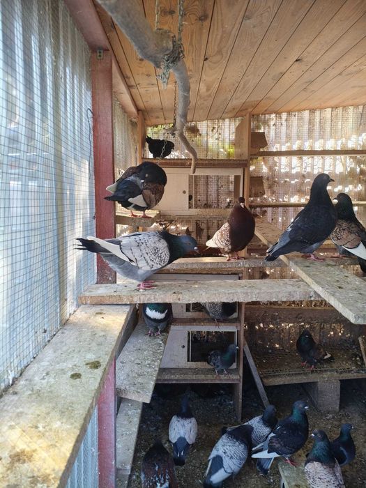 Gołebie Rys i koszua