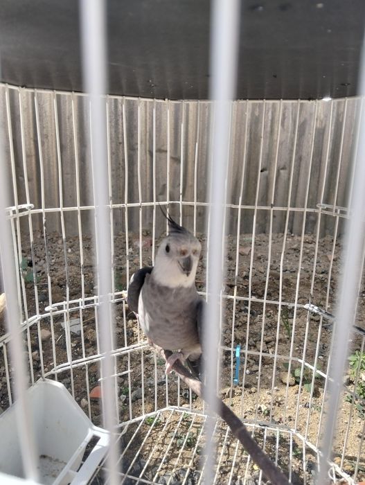 Vendo caturro e gaiola