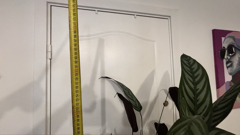 Duża roślina  Ctenanthe setosa 'Grey Star', ponad 160cm, odbior osobisty .