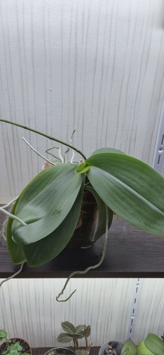 Сортовая орхидея