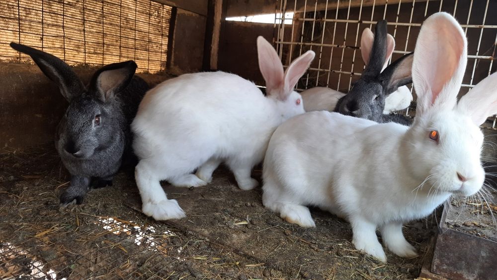 Кролики молодняк