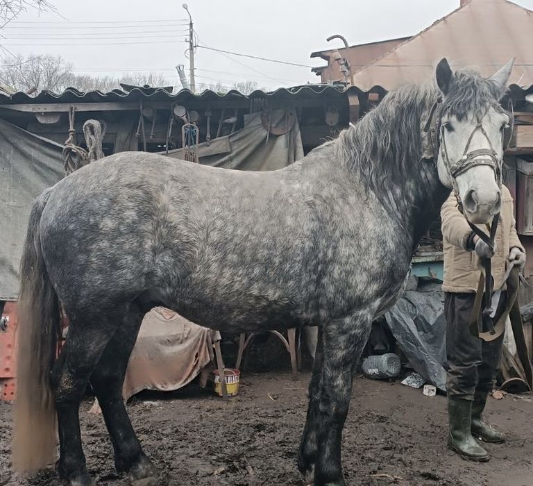 Продажа лошадей г Путивль