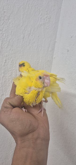 Kakarikis domesticados