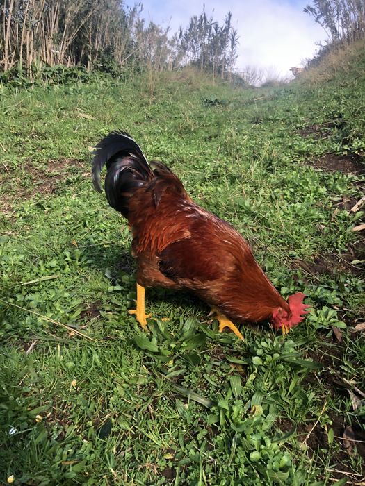 Galos  mouriscos e vermelhos