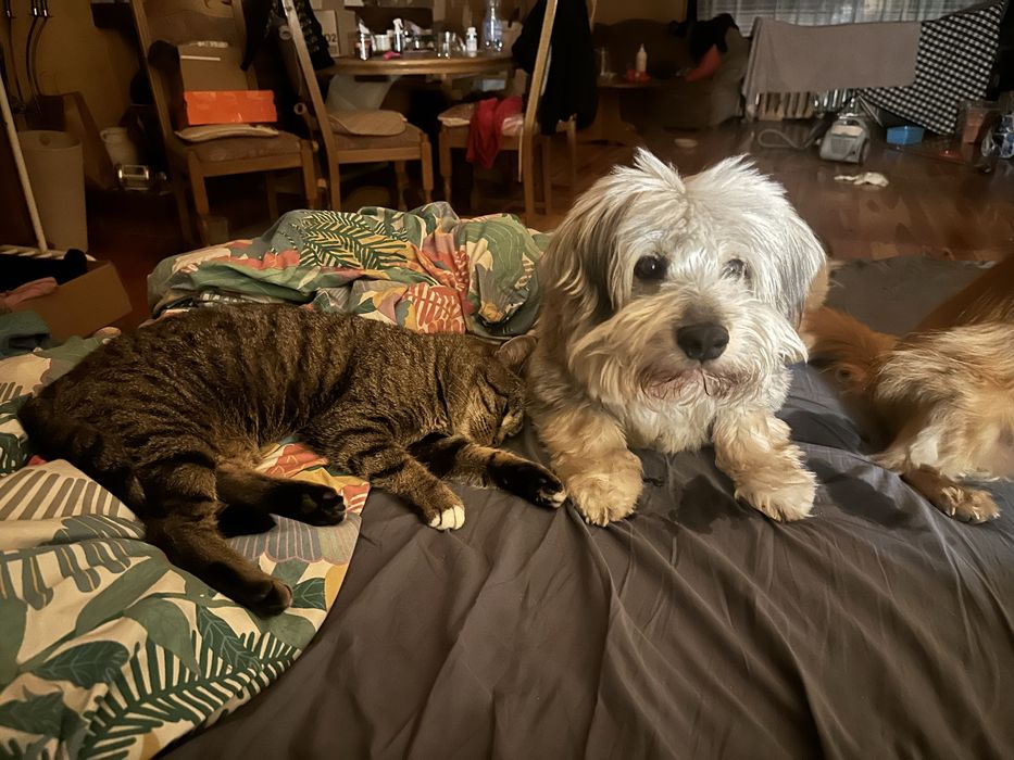 Jumbo kochany koci przytulas