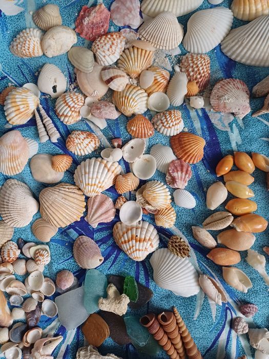 Мушлі ракушки  для рукоділля , хобі