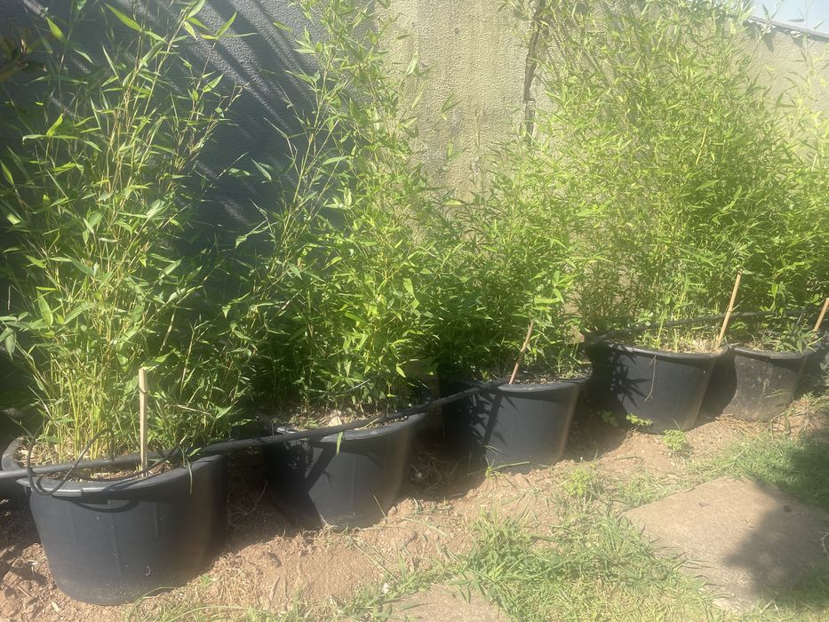 Vaso grande de bambu