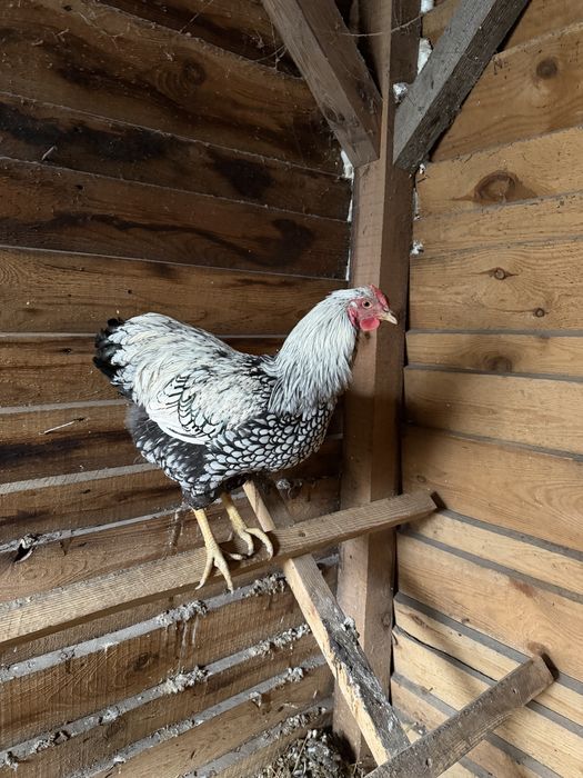 Kogut Wyandotte srebrnołuskowany