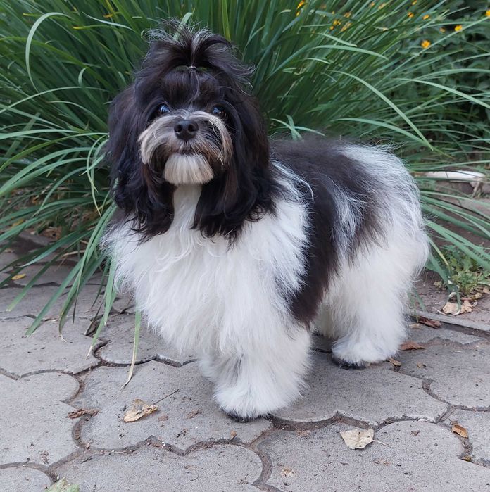 мальтіпу Хлопчики F1