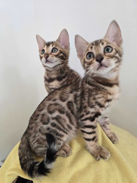 Kocurek Bengalski