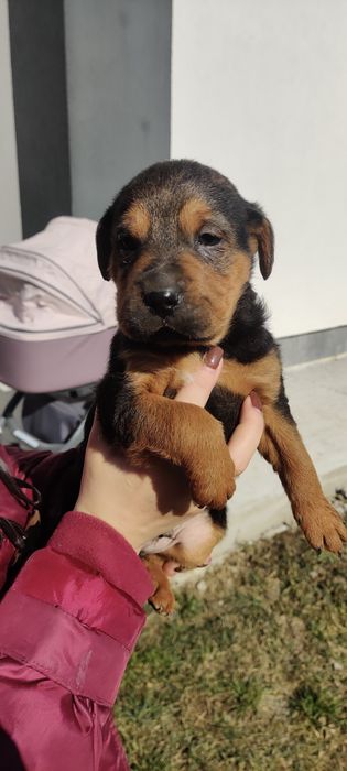 Цуцики, щенятка, хлопчик і дівчинка