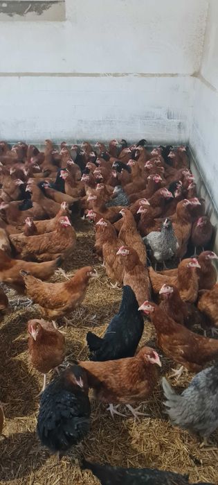 Kury NIOSKI wszystkie rasy ! Kurki z jajeczkiem z wolnego wybiegu !