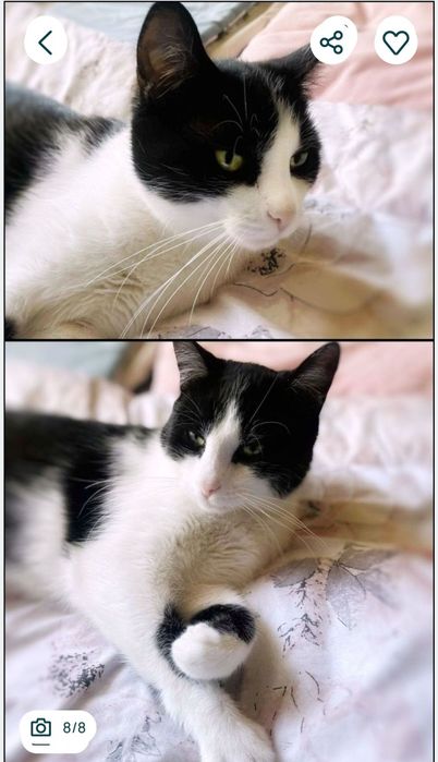 Imbir i Salem szukają domu :)