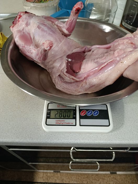 Кролики, кролі, пухнастики