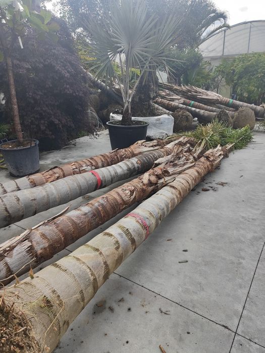 Coqueiros 300cm - 400cm TRONCO
