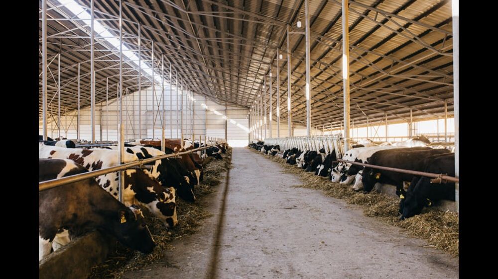 Ангар, склад, ферма, колони. Корівник 60*182*4,5*14(коровник).