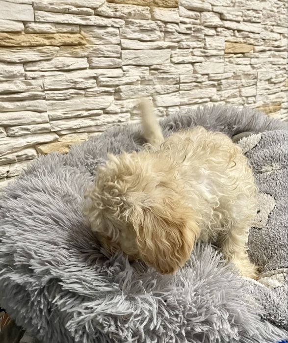 Maltipoo samiec pudel maltańczyk