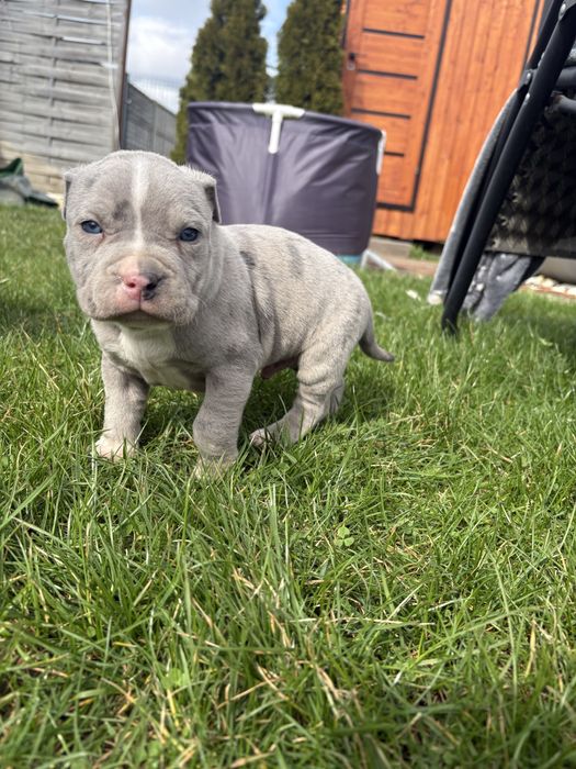 American Staffordshire Terrier blue merle AMSTAFF piesek silver  merle