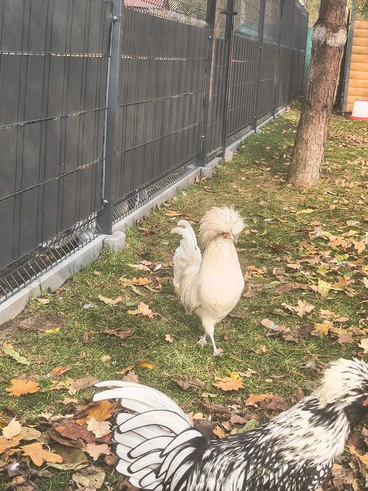 Sprzedam koguty ozdobne