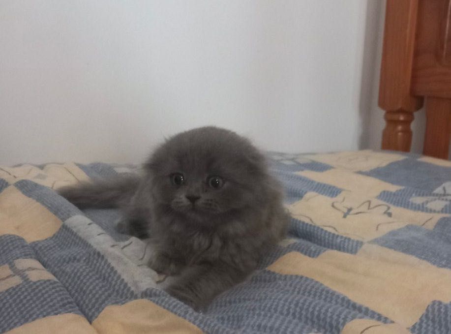 Scottish fold Azul