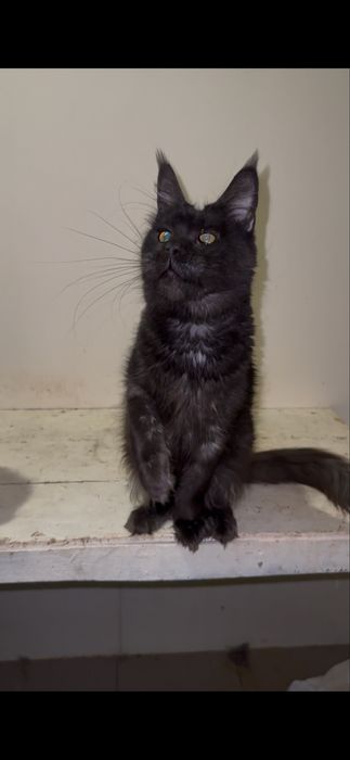 Мейн-кун дівчинка виводиться з розведення