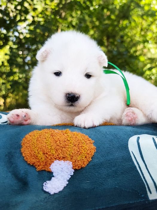 Samoyed-urocza suczka