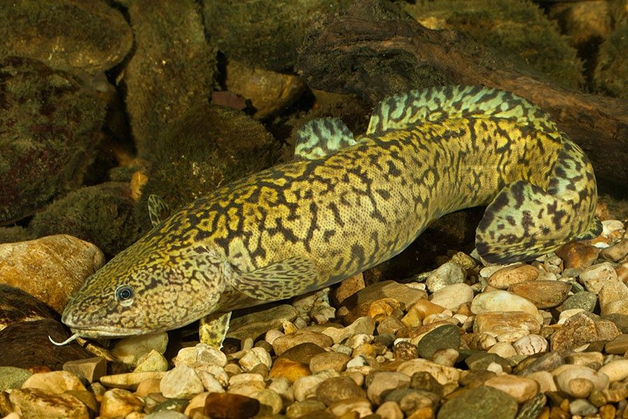 Pstrąg potokowy stawowy lin karp koi sandacz