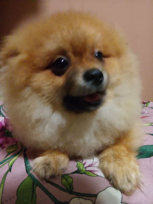 Piękny chłopak pomerianian