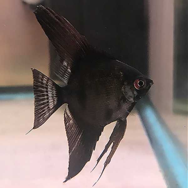 Żaglowiec skalar odmiana CZARNA - Pterophyllum - dowóz, wysyłka