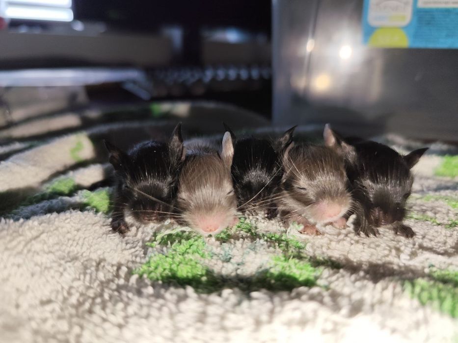 Продам чилійських