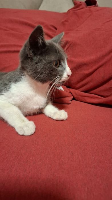 Gatinhos bebes para adopção