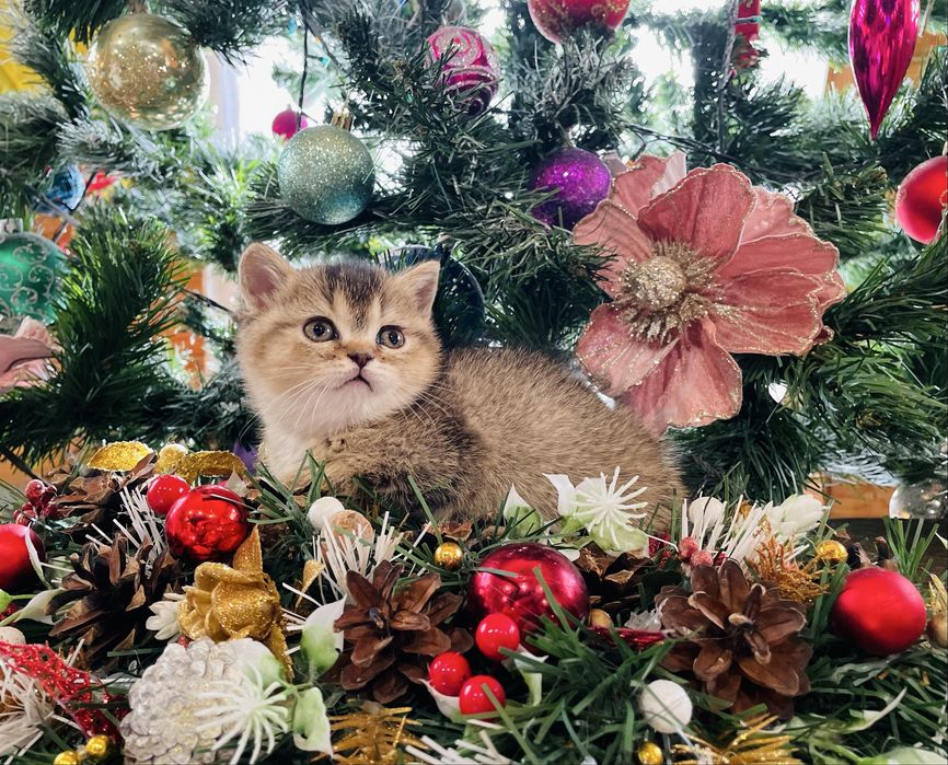 Розкішна шотландська дівчинка золота шиншила