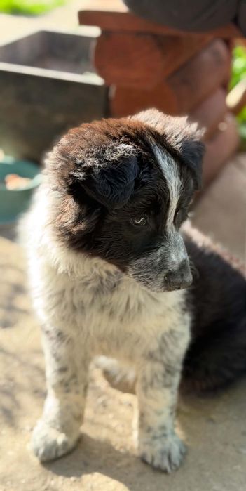 Suczki w typie border collie do adopcji