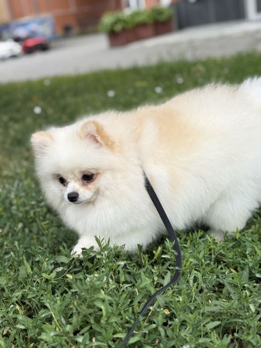 Померанський шпіц дівчинка