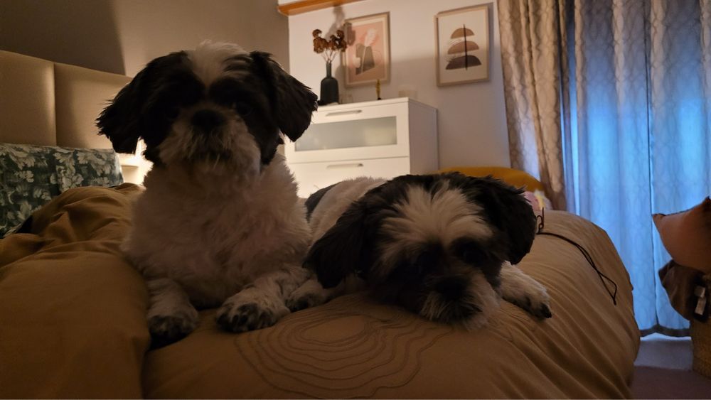 Pet sitting e Dog walking - Oeiras, Amadora e Cascais