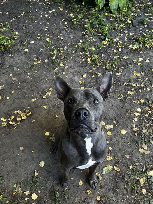 Отдам в хорошие руки pit bull піт буль