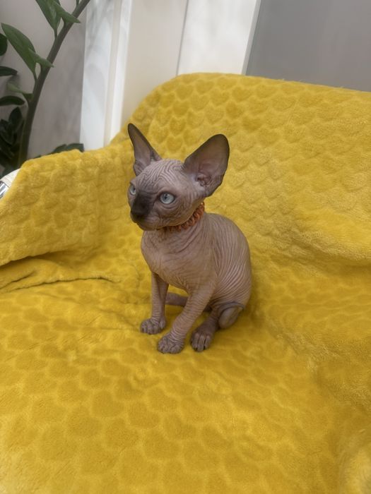 Gatinho sphynx canadiano