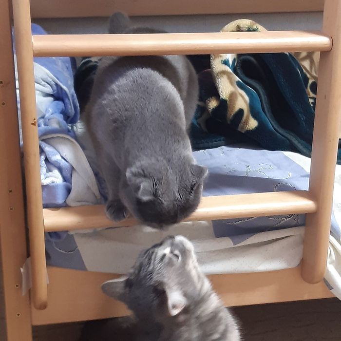 Вязка кот Левобережный-3 ТРЦ Караван