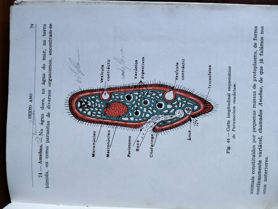Antigo Compêndio de Biologia