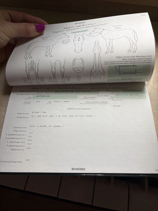 Klacz sp siodło skoki