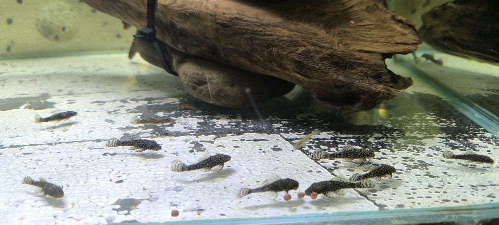 Glonojad zbrojnik niebieski