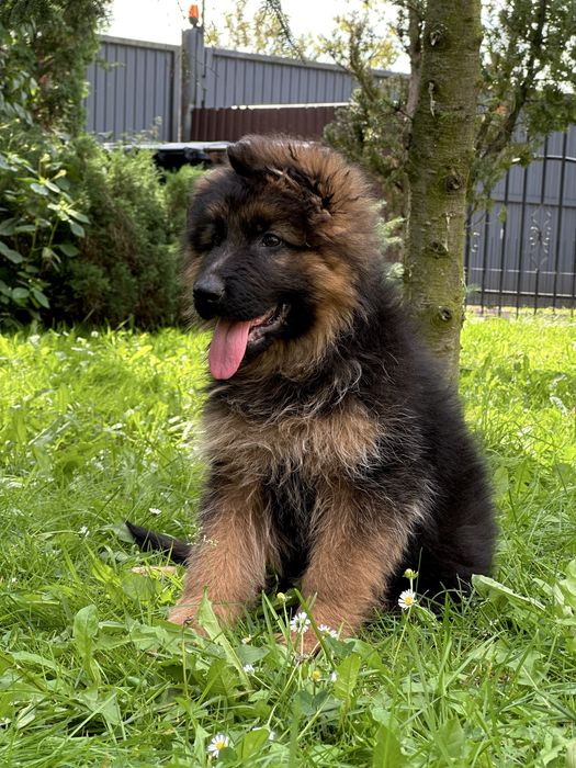 Szczeniak rasy owczarek niemiecki