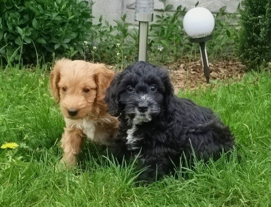 Cockapoo  dziewczyny