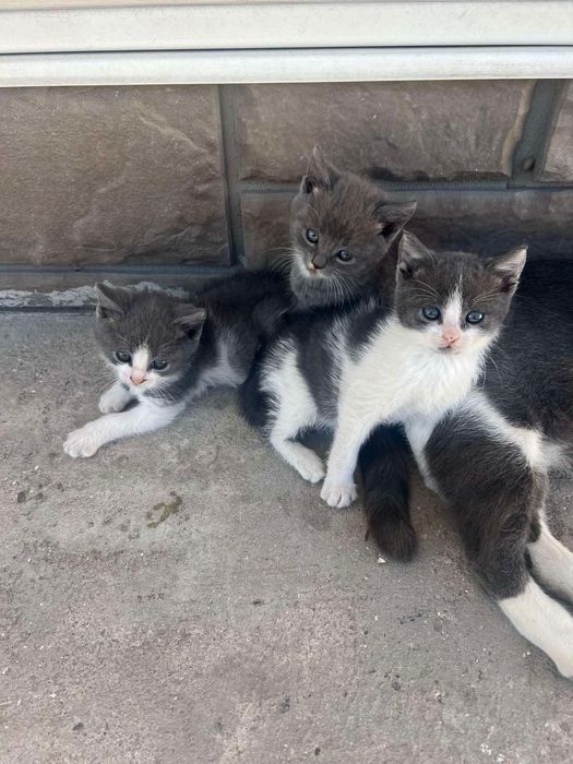 Кошенята в добрі руки