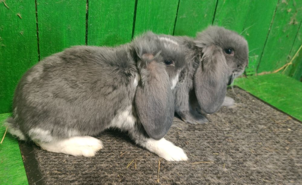 Młode baran francuski niebieski