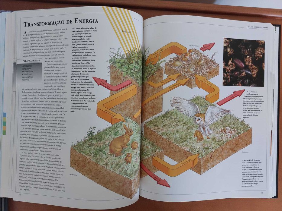 Livro - A Ecologia - Sally Morgan (Círculo de Leitores)